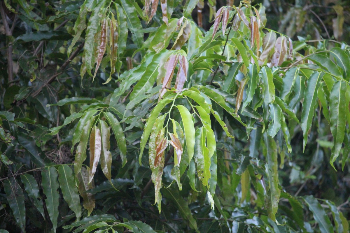 Monoon longifolium (Sonn.) B.Xue & R.M.K.Saunders